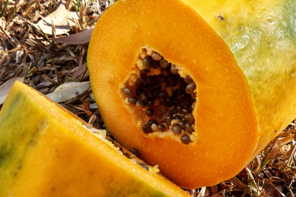 Sri Lankan fruit papaya pawpaw