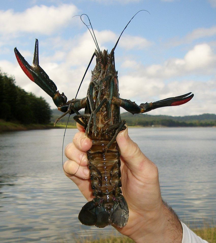 Yabbies traditional Australian Food