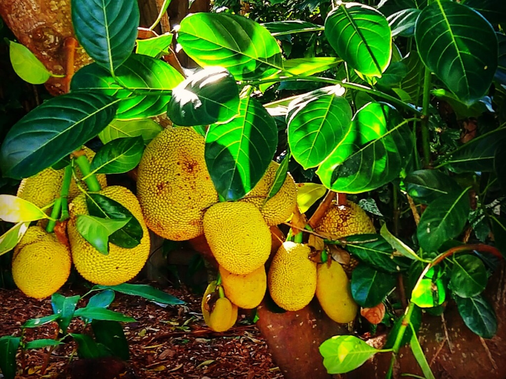Jackfruit in Australia